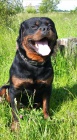 Rotvajler, rottweiler, RTW s PP  KE KRYT