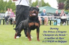 Rotvajler, rottweiler, RTW s PP  KE KRYT