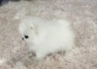 Ndhern Pomeranian tata Dostupn