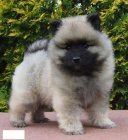 Keeshond / vl pic prodm tata s PP