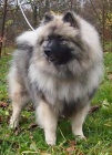 Keeshond / vl pic prodm tata s PP