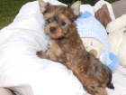 Biewer Yorkshire Terrier �t���tka