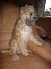 tn pejsek a fenka  Irrish Soft Coated Wheaten terrier