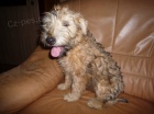 tn pejsek a fenka  Irrish Soft Coated Wheaten terrier