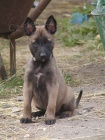 belgick ovk malinois s PP 