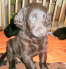 Flat coated retriever hnda s PP