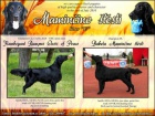 Flat Coated retriever - ern tata s PP