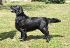 Flat Coated retriever - ern tata s PP