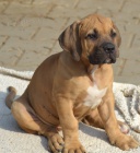 boerboel s pp