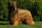 Briard - palv a ern tata