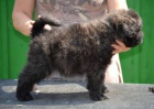 Bouvier des Flandres