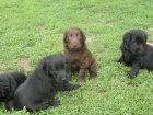 Flat coated retriever