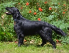 Flat coated retriever