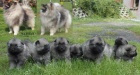 Keeshond / vl pic prodm tata s PP