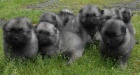 Keeshond / vl pic prodm tata s PP