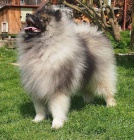 Keeshond / vl pic prodm tata s PP