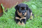 Beauceron - fenky s PP na prodej