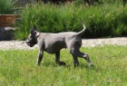 Thajsk Ridgeback modr ttka