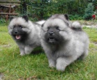 Keeshond / vl pic prodm tata s PP