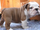 Anglick buldok s PP, Buldok, Bulldog, English Bulldog