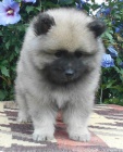 Keeshond / vl pic prodm tata s PP