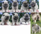 Keeshond / vl pic prodm tata s PP