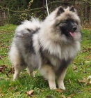 Keeshond / vl pic prodm tata s PP