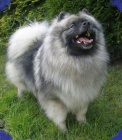 Keeshond / vl pic prodm tata s PP