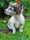 IVAVA
