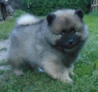 Keeshond / vl pic prodm tata s PP