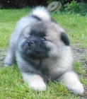 Keeshond / vl pic prodm tata s PP