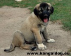 Anatolsk pasteveck pes - Kangal