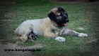 Anatolsk pasteveck pes - Kangal