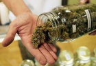 Liv marihuana k dispozici.