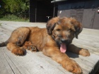 Briard - plav  tata