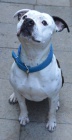 Pitbull