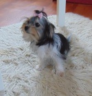 Biewer yorkshire terrier - feneka s PP