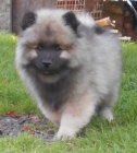 Keeshond / vl pic prodm tata s PP