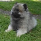 Keeshond / vl pic prodm tata s PP