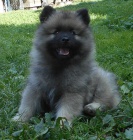 Keeshond / vl pic prodm tata s PP