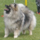 Keeshond / vl pic prodm tata s PP