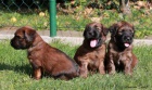 Briard - plav ttka