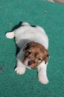 jack russel terier