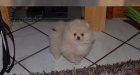 Pomeranian teat na predaj dobre vyko