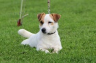 jack russel terier s PP