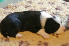 Bearded collie