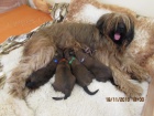 tata Briard