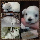 �t���tka malt�z��k�