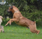 boerboel s pp