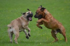 boerboel s pp